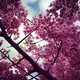Spring Cherry Blossom Photography Image 6
