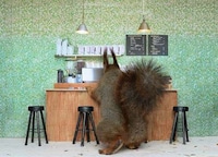 Avian Reality TV Shows Image 2