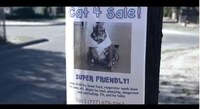 Maniacal Feline Movie Villains Image 2