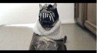 Maniacal Feline Movie Villains Image 3