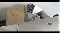Maniacal Feline Movie Villains Image 4