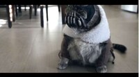 Maniacal Feline Movie Villains Image 6
