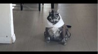 Maniacal Feline Movie Villains Image 7