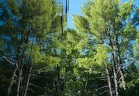 Forest-Reflecting Glass Homes Image 2