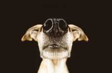 Nose-Focused Canine Portraits