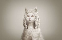 Judicial Animal Ads Image 2