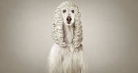 Judicial Animal Ads Image 3