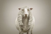 Judicial Animal Ads Image 4