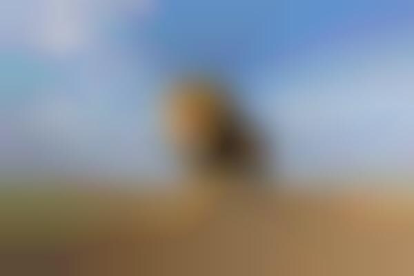 Lion-Photographing Robots