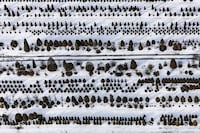 Aerial Evolutionary Landscapes Image 5