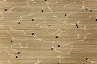 Aerial Evolutionary Landscapes Image 7