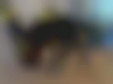 Puppy Cosplay Costumes