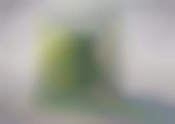Translucent Plant Partitions