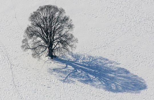 10 Examples of Tree Photography