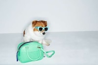 Fashionable Dog Lookbooks Image 4