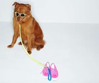 Fashionable Dog Lookbooks Image 5