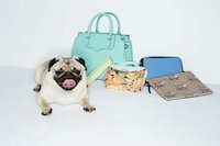 Fashionable Dog Lookbooks Image 7
