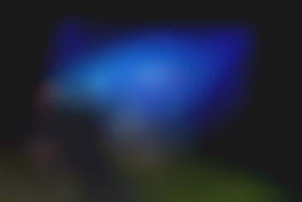 Starry Bioluminescent Billboards