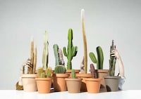 Humorously Surreal Household Objects Image 5