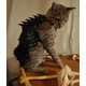 Feline Battle Costumes Image 3