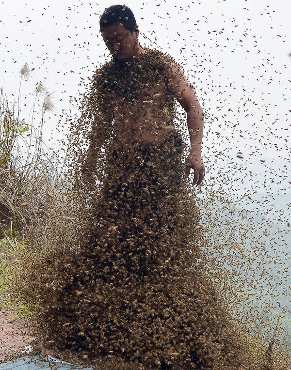Bee Bearding Publicity Stunts