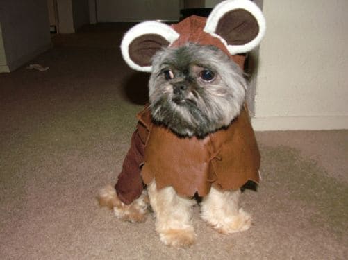 34 Crafty Pet Cosplay Ideas
