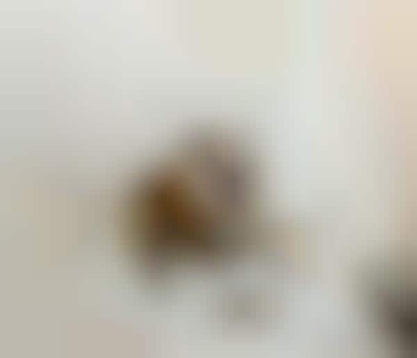 Candid Domesticated Doggie Portraits
