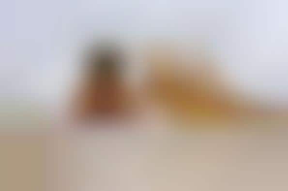 Endless Summer Photography