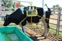Fart-Capturing Cow Backpacks Image 3