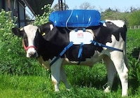 Fart-Capturing Cow Backpacks Image 4