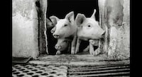 Sweet Swine Photography Image 2