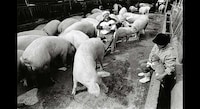 Sweet Swine Photography Image 7