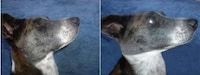 Bizarre Plastic Surgery Image 3