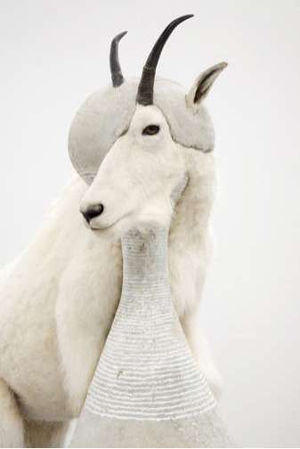 8 Animal Mashups