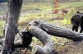 Pareidolia Photography