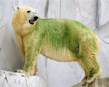 Green Polar Bears