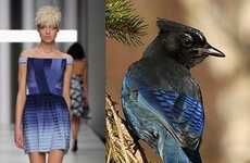 Avian Fashion