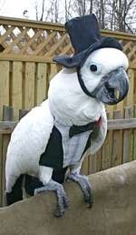 Avian Couture
