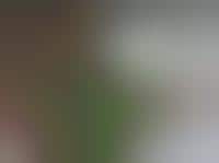 Bird Dance-Offs