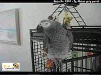 Bird Dance-Offs Image 3