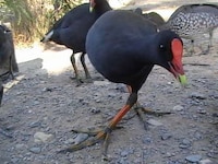 Bird Dance-Offs Image 5
