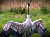 Bird Dance-Offs Image 6