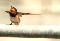Bird Dance-Offs Image 7