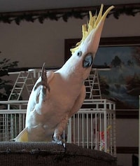 Bird Dance-Offs Image 8