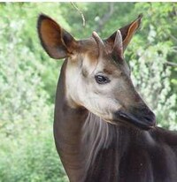 Rare Animals Captured on Film