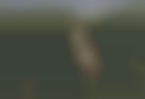 Dog-Object Interaction Photos