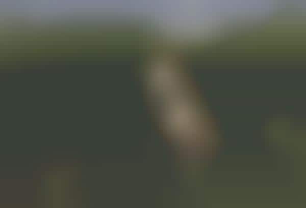 Dog-Object Interaction Photos