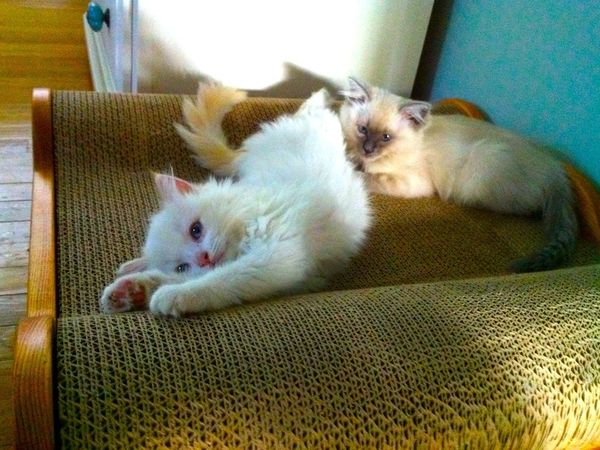 16 Examples of Cozy Feline Furniture