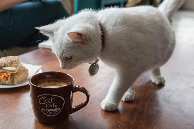 Pop Up Cat Cafes