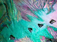 Microscopic Object Photography Image 4